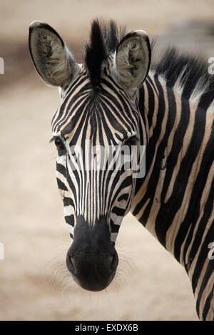 Chapman Zebra (Equus Quagga Chapmani) im Zoo von Liberec in Nordböhmen, Tschechien. Stockfoto