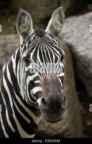 Maneless Zebra (Equus Quagga Borensis) im Zoo von Liberec in Nordböhmen, Tschechien. Stockfoto