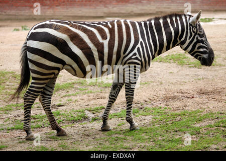 Maneless Zebra (Equus Quagga Borensis) im Zoo von Liberec in Nordböhmen, Tschechien. Stockfoto