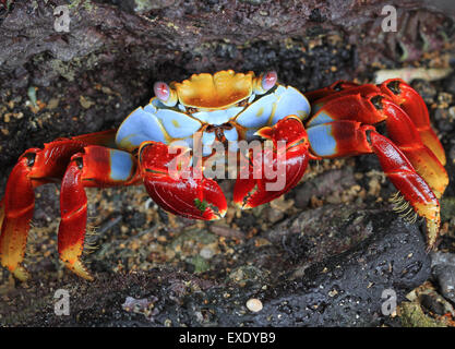 Sally lightfoot Krabben Krabben auf einem Felsen Stockfoto