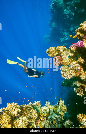 Frau Schnorcheln Unterwasser, Korallenriff, Blue Hole in Dahab, Rotes Meer, Ägypten Stockfoto