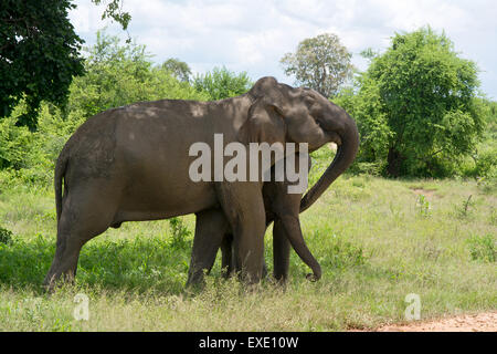 Wilde Elefanten InUdawalawe Nationalpark, Sri Lanka Stockfoto