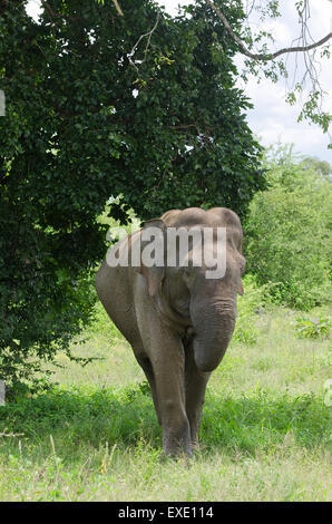 Wilde Elefanten InUdawalawe Nationalpark, Sri Lanka Stockfoto