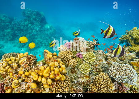 Rotes Meer - Unterwasser Tauchen Bild von Fisch über das Korallenriff, Marsa Alam, Ägypten Stockfoto