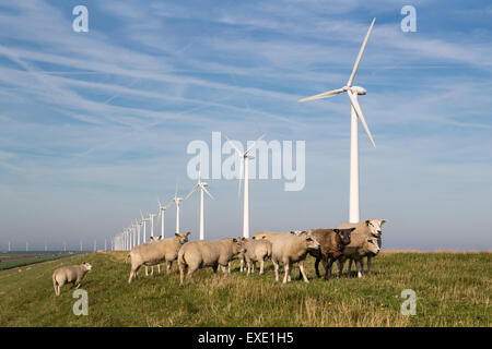 Lange Reihe niederländischen Windenergieanlagen mit Schafherde davor Stockfoto