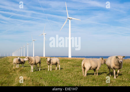 Lange Reihe niederländischen Windenergieanlagen mit Schafherde davor Stockfoto