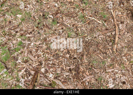 Braunen Hintergrund der Waldboden mit Hackschnitzel, Zweige, Blätter, Gras- und Kiefer Kegel Stockfoto