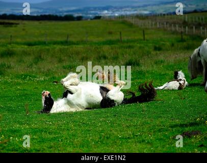 Piebald schweren Pferd mit einer Rolle Stockfoto