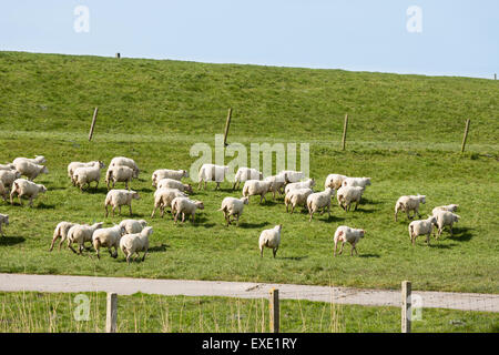 Schafherde Angst vor einem holländischen Deich entlang laufen Stockfoto