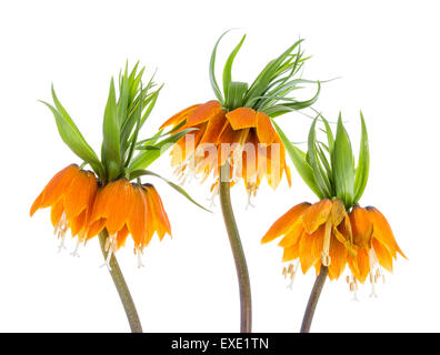 Drei Orangen Kaiserkrone (Fritillaria Imperialis) isoliert auf weißem Hintergrund Stockfoto