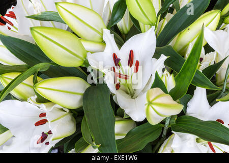 Bunte Strauch mit Blüten weiße Lilie (Lilium) Stockfoto