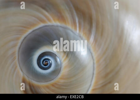 Die Spirale Schale des Atlantic "Mond Schnecke" Neverita Duplicata auch bekannt als ein Hai s Auge Stockfoto