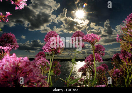 Eisenkraut, Verbenacea, wächst aus einer Wand am Port Solent, Hampshire in der Sonne. Stockfoto