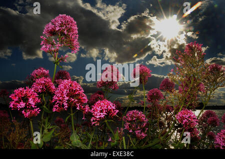 Eisenkraut, Verbenacea, wächst aus einer Wand am Port Solent, Hampshire in der Sonne. Stockfoto