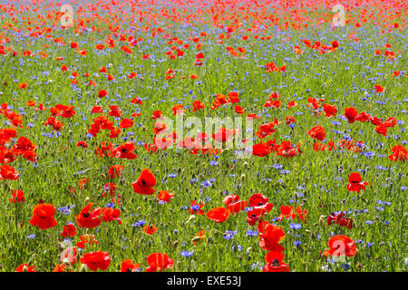 Mohn und Kornblume Feld Stockfoto