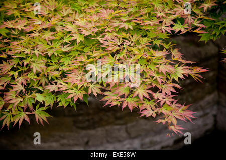 Girasol, japanischer Ahorn oder glatte japanischer Ahorn, Acer palmatum Stockfoto