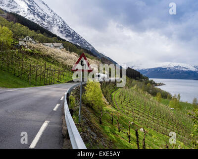 Straße RV 13, Obstgarten in der Nähe von Ringöy, typischen hölzernen Bauernhaus, Hardangerfjord, Hordaland, Norwegen Stockfoto