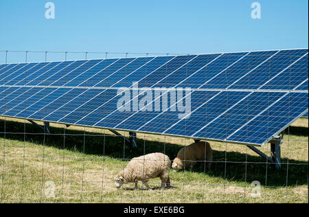 Schafbeweidung auf ein Energie-Solarpark in Cornwall, Großbritannien Stockfoto
