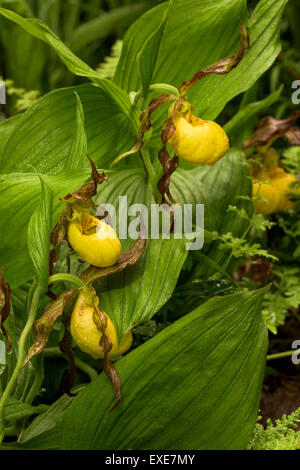 Größere Gelbe Frauenschuh (Cypripedium Parviflorum var. Pubescens) Orchidee Blume. Auch bekannt als eine Mokassin-Blume. Stockfoto