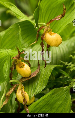 Größere Gelbe Frauenschuh (Cypripedium Parviflorum var. Pubescens) Orchidee Blume. Auch bekannt als eine Mokassin-Blume. Stockfoto