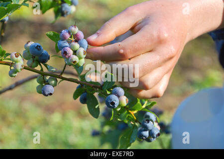 Close up Portrait of a young Woman es Hand bedeckt im Morgentau im Frühsommer reif Berg-Blaubeeren pflücken Stockfoto