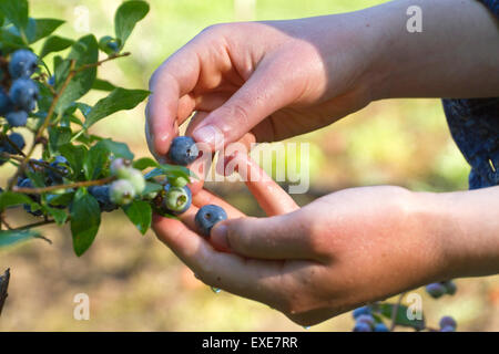 Close up Portrait of a young Woman es Hand bedeckt im Morgentau im Frühsommer reif Berg-Blaubeeren pflücken Stockfoto