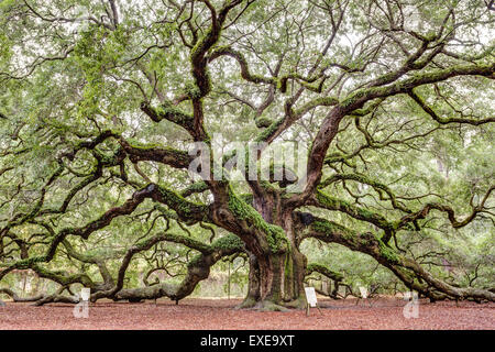 Engel-Eiche auf Johns Island in South Carolina. Stockfoto