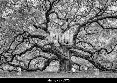 Engel-Eiche in schwarz und weiß, befindet sich auf Johns Island in South Carolina. Stockfoto