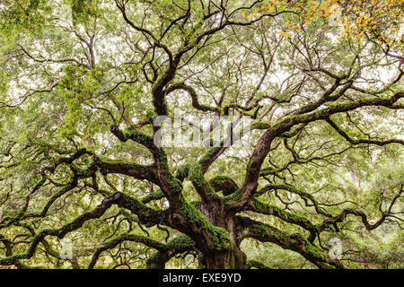 Angel-Oak Baumkronen auf Johns Island in South Carolina. Stockfoto