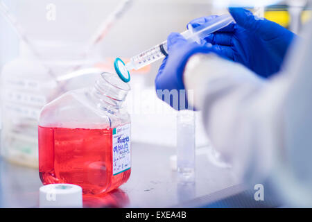 Medikamente gegen Krebs in einem medizinischen Labor testen. Stockfoto