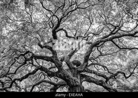 Engel-Eiche in schwarz und weiß, befindet sich auf Johns Island in South Carolina. Stockfoto