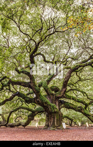 Angel-Oak Baumkronen auf Johns Island in South Carolina. Stockfoto