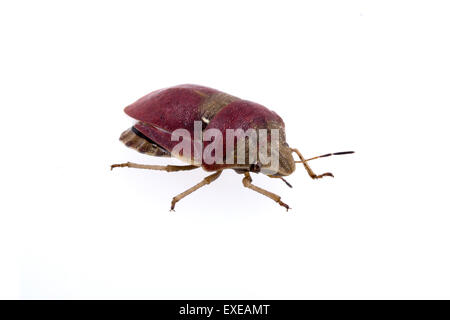 Schöne Schlehe Bug auf weißem Hintergrund Stockfoto