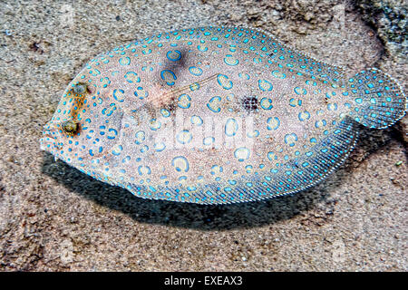 Peacock Flunder Schwimmen entfernt im Bari Reef, Bonaire Stockfoto