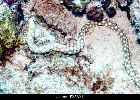 Sharptail Aal finden ihren Weg in Bari Reef in Bonaire Stockfoto