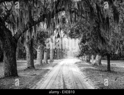 Weg zu den Ruinen von Dungeness auf Cumberland Island, Georgia. In schwarz / weiß konvertiert. Stockfoto