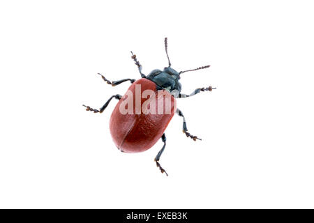 Rote Käfer auf weißem Hintergrund von Familie Crysomelidae Stockfoto