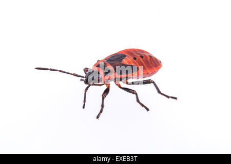 Schöne Firebug auf weißem Hintergrund Stockfoto