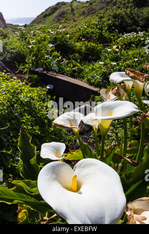 Nahaufnahme von Calla Lilien auf einen kleinen Canyon in der kalifornischen Küste Stockfoto