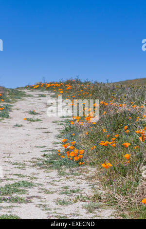 Zeitigen Frühjahr Blumen blühen entlang dem Wanderweg im Antelope Valley Poppy Preserve in Kalifornien Stockfoto