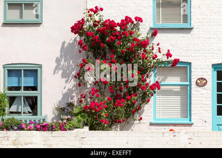 Rote Rosen wachsen gegen Hütte in Aldeburgh, Suffolk, England, UK Stockfoto