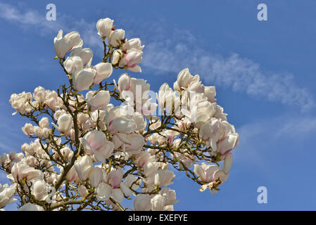 Magnolienbaum mit großen Blüten Stockfoto