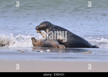 Graue Dichtungen (Halichoerus Grypus) spielen, am Strand in die Brandung von Helgoland, Schleswig-Holstein, Deutschland Stockfoto