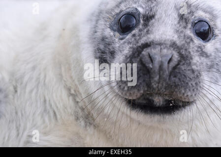 Jung grau Dichtung (Halichoerus Grypus) am Strand von Helgoland, Schleswig-Holstein, Deutschland Stockfoto