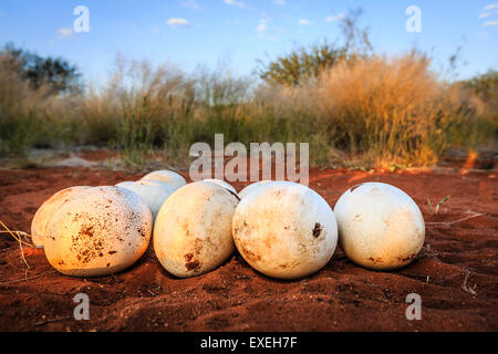 Nest mit Straußeneier in den roten Sand, Kalahari-Wüste, Namibia Stockfoto