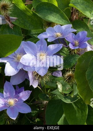 Clematis 'Blue Eyes' Stockfoto