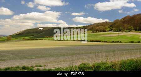 Westbury White Horse (Bratton Camp Burgberg). Stockfoto