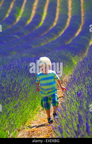 Malerischer Effekt eines jungen Jungen, der am Tag der offenen Tür in der Lordington Lavender Farm, Chichester, West Sussex UK im Juli durch Lavendel geht Stockfoto