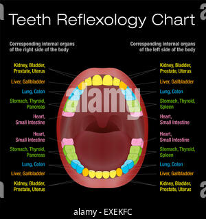 Zähne Reflexzonenmassage Chart - alternative Gesundheit Zahnpflege der bleibenden Zähne und ihre entsprechenden inneren Organe. Stockfoto