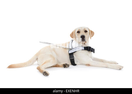 Blindenhund für blinde ausgeschnitten isoliert auf weißem Hintergrund Stockfoto